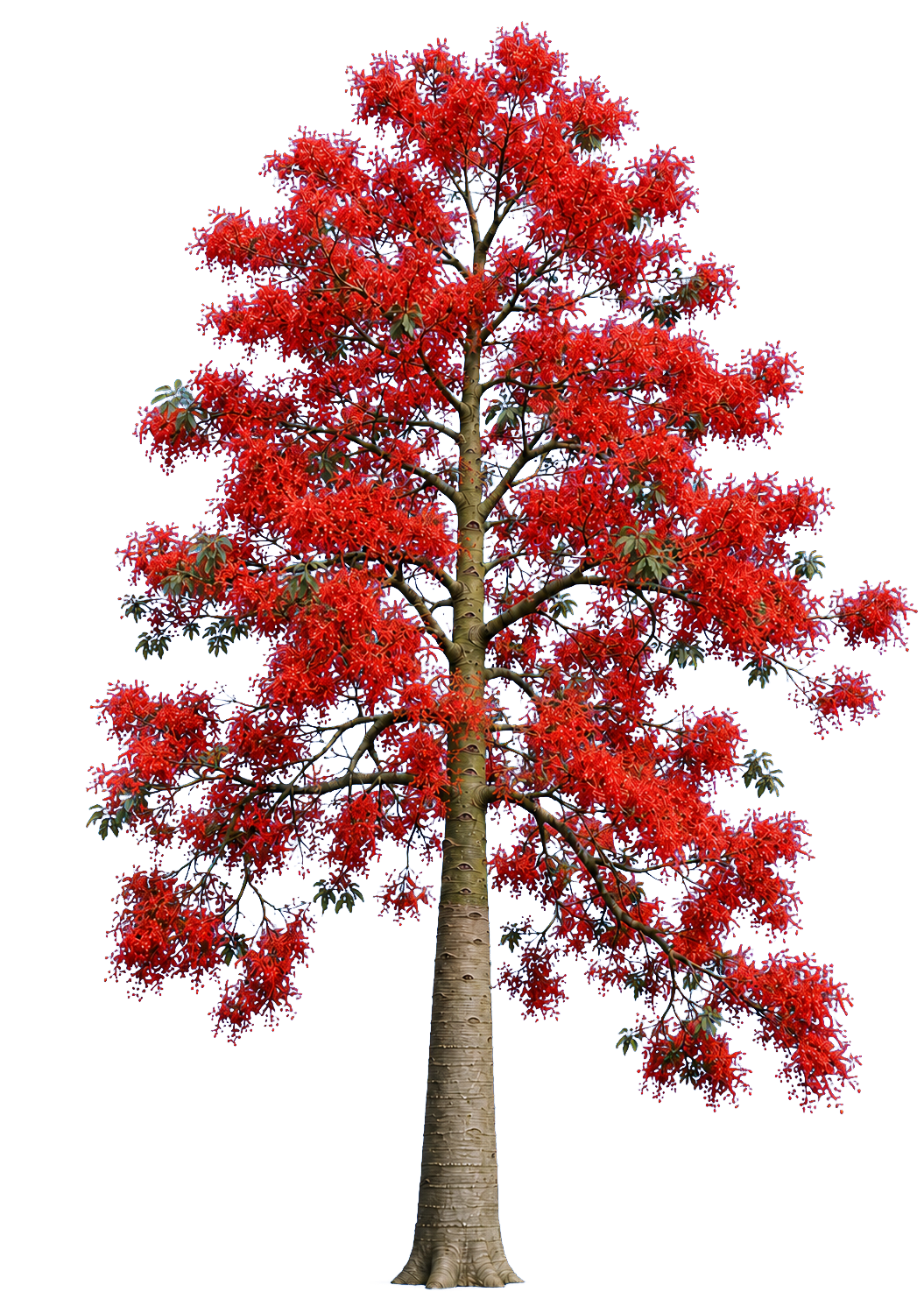 Brachychiton acerifolius