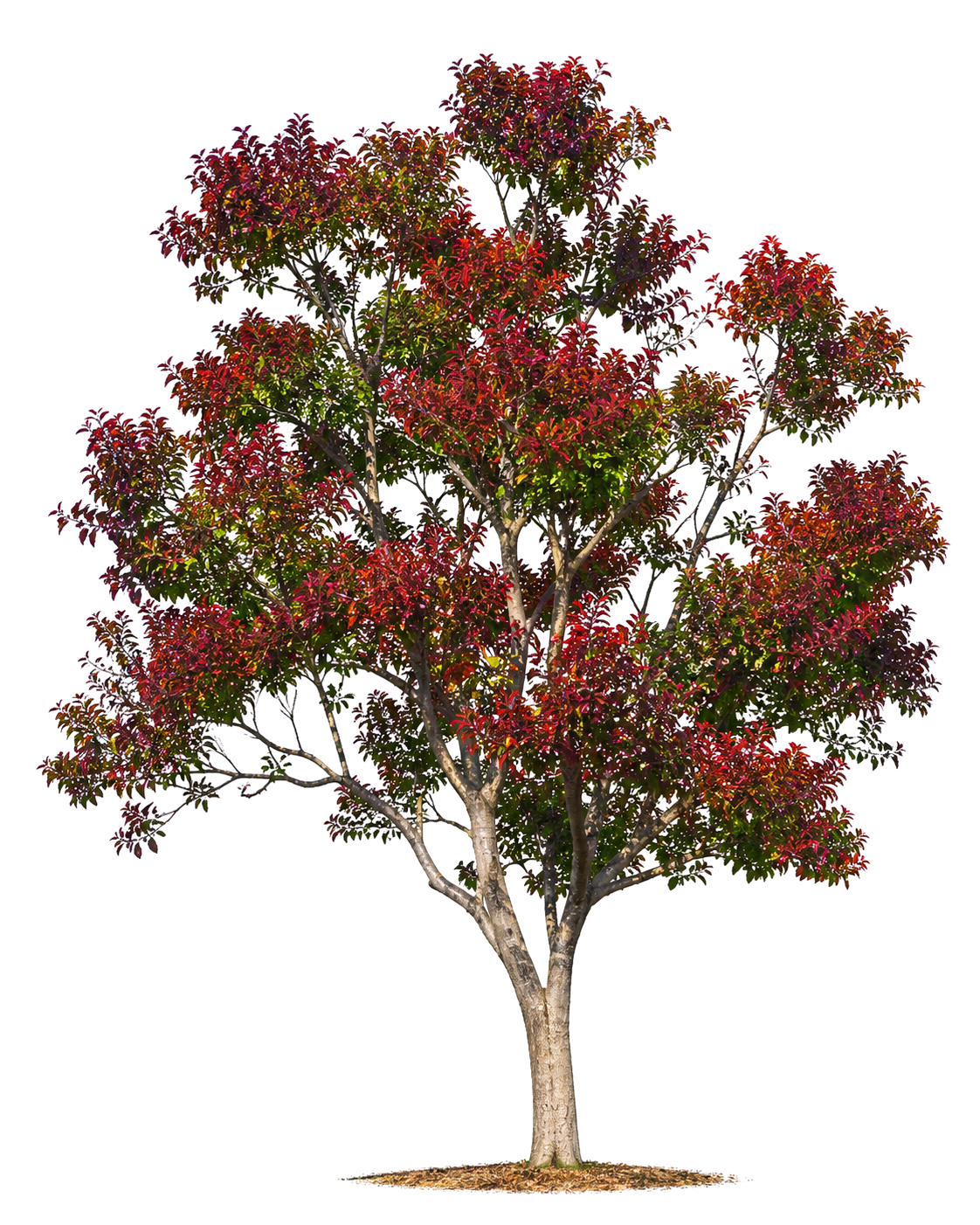 Combretum kraussii