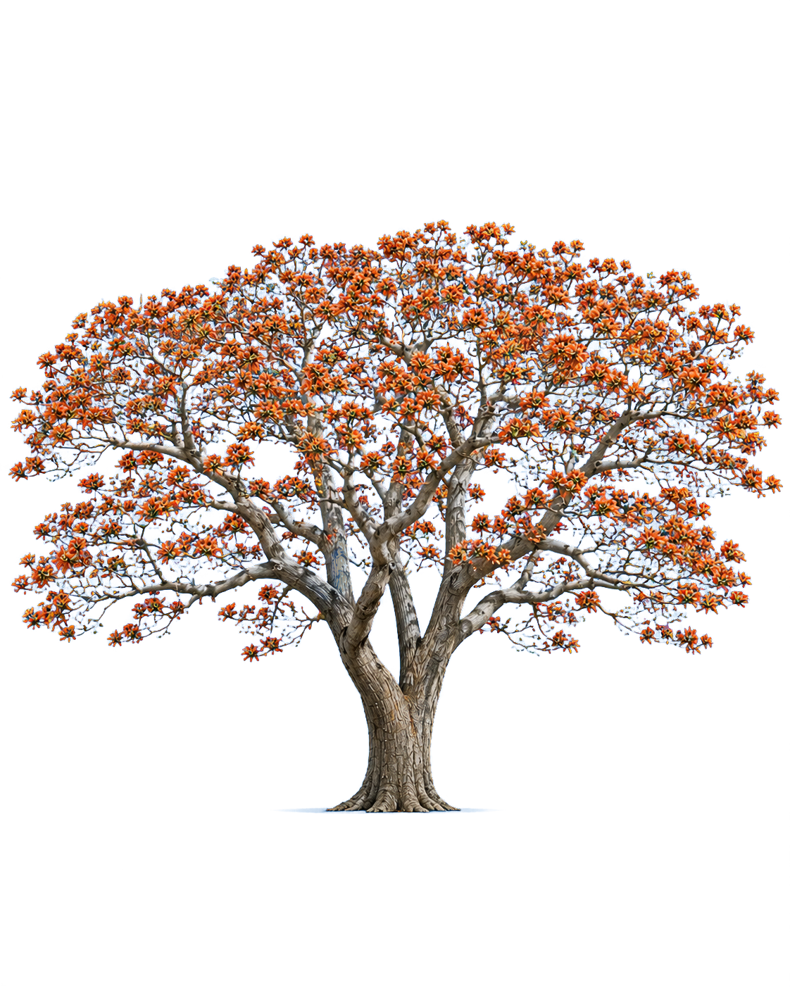 Erythrina caffra