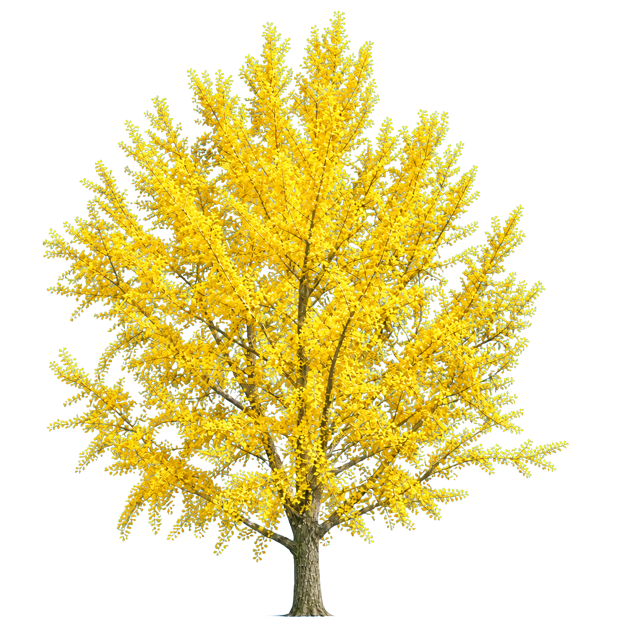 Ginkgo biloba