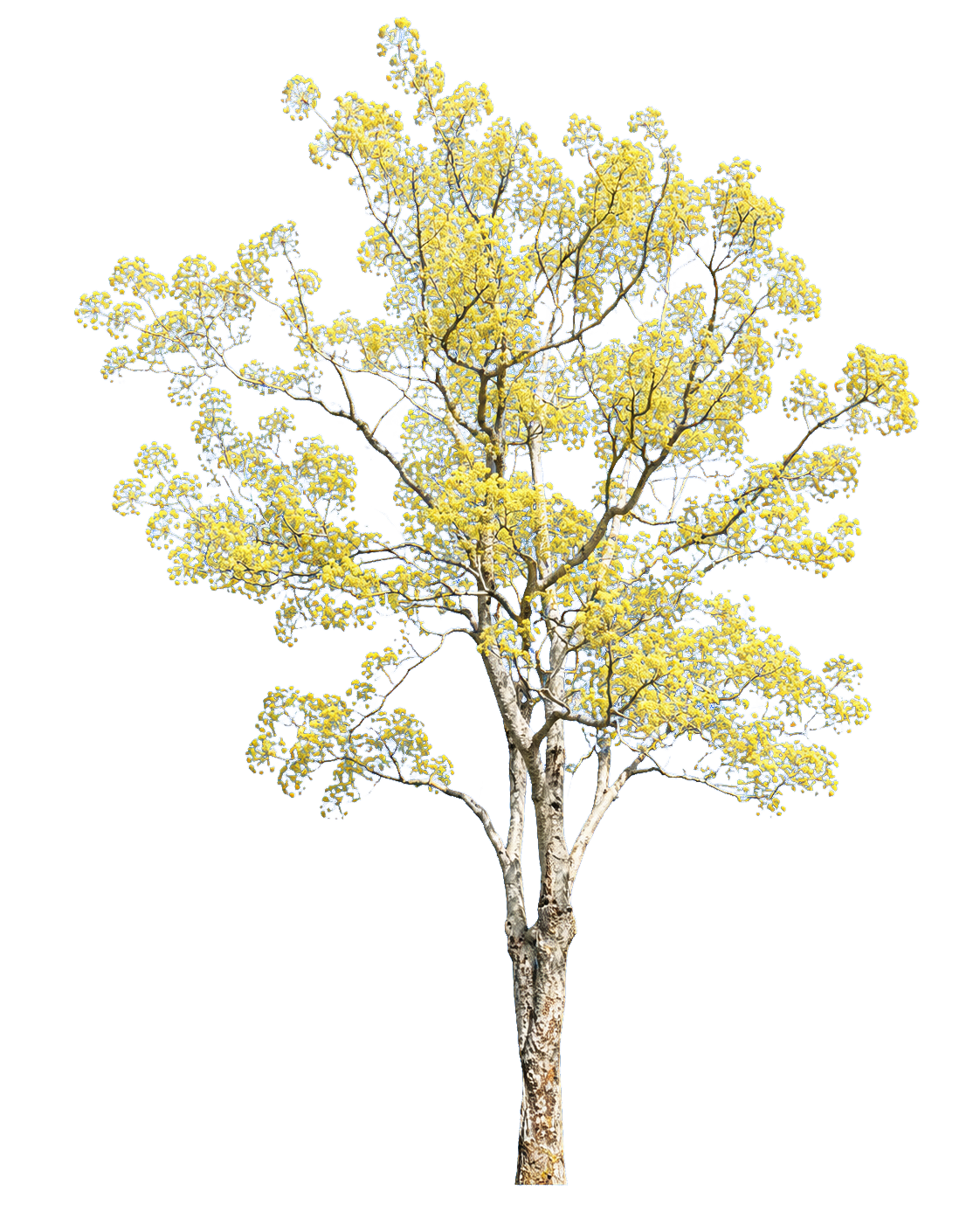 Steganotaenia araliacea